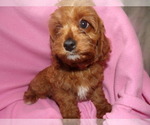 Puppy 5 Cavapoo