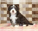 Small #3 Bernedoodle (Miniature)
