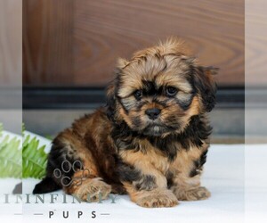 Zuchon Puppy for sale in MORGANTOWN, PA, USA