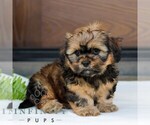 Small Zuchon