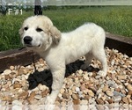 Small Photo #2 Great Pyrenees Puppy For Sale in LOCKHART, TX, USA