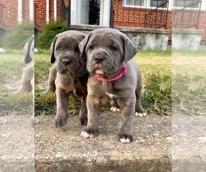 Cane Corso Puppy for sale in PARKVILLE, MD, USA