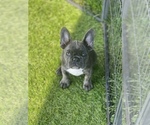 Small Photo #2 French Bulldog Puppy For Sale in LEBANON, KY, USA
