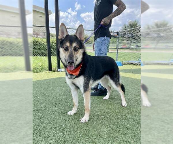 Medium Photo #2 German Shepherd Dog Puppy For Sale in Pasadena, TX, USA