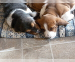 Small Photo #4 Basset Hound Puppy For Sale in PUEBLO, CO, USA