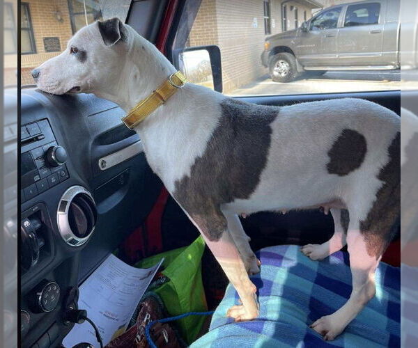 Medium Photo #3 Mutt Puppy For Sale in Sheboygan, WI, USA