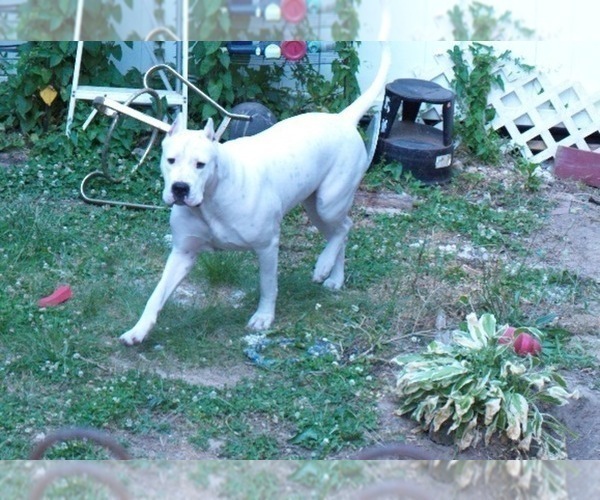 Medium Photo #4 Dogo Argentino Puppy For Sale in WILMINGTON, DE, USA