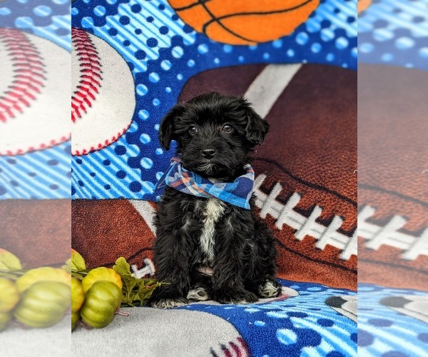 Medium Photo #3 YorkiePoo Puppy For Sale in OXFORD, PA, USA