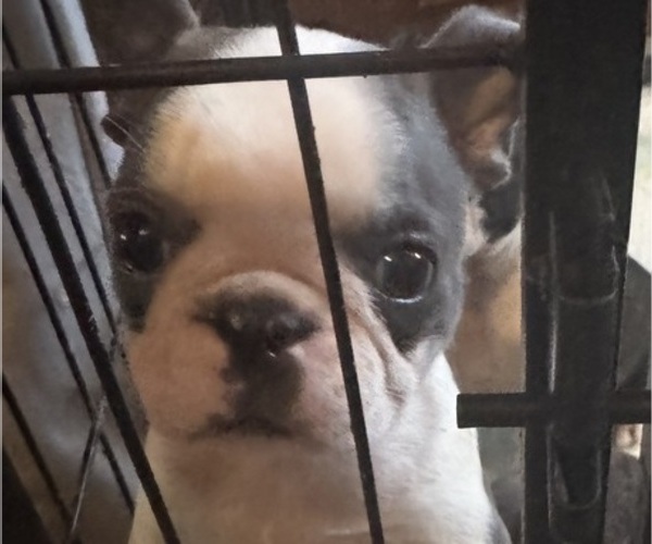 Medium Photo #3 Faux Frenchbo Bulldog Puppy For Sale in MOUNT ORAB, OH, USA