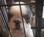 Small #2 Faux Frenchbo Bulldog