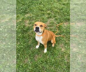 Boxer-Unknown Mix Dogs for adoption in Louisville, KY, USA