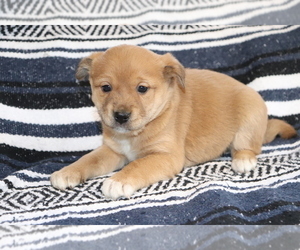 Mutt-Shiba Inu Mix Puppy for sale in SHILOH, OH, USA