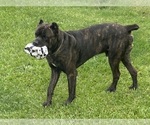 Small Photo #1 Cane Corso Puppy For Sale in DURHAM, NC, USA