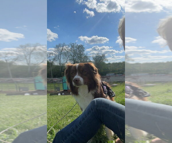 Medium Photo #2 Australian Shepherd Puppy For Sale in Aurora, IN, USA