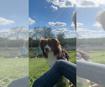 Small #1 Australian Shepherd