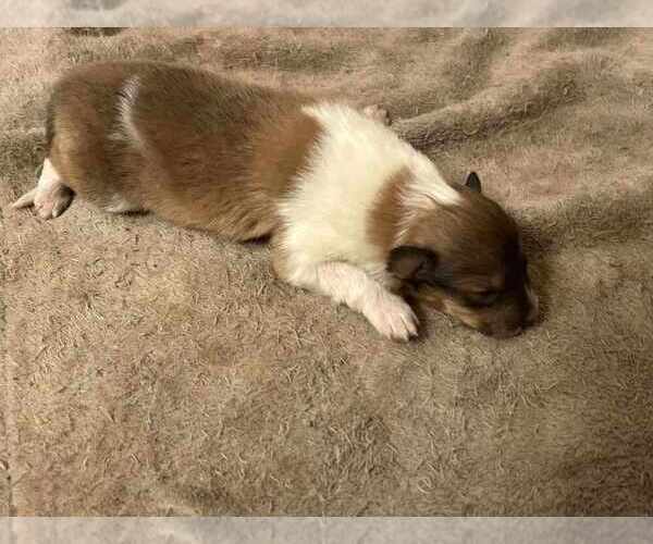 Medium Photo #16 Collie Puppy For Sale in HIGH POINT, NC, USA