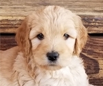 Puppy 5 Goldendoodle