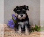 Small #3 Schnauzer (Miniature)