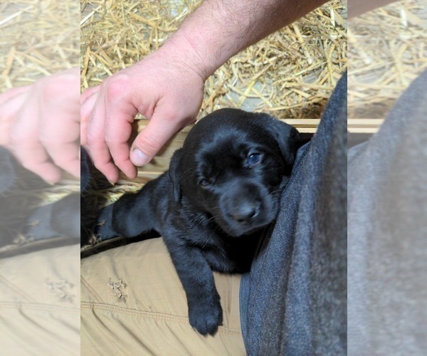 Medium Photo #3 Labrador Retriever Puppy For Sale in EDINBURG, VA, USA