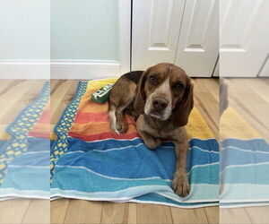 Beagle-Unknown Mix Dogs for adoption in Boston, MA, USA