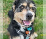Small #7 Bernese Mountain Dog-Irish Terrier Mix
