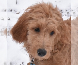 Goldendoodle Puppy for sale in WEST SALEM, OH, USA