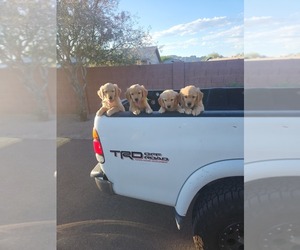Golden Retriever Puppy for Sale in APACHE JUNCTION, Arizona USA