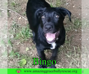 Labrador Retriever-Unknown Mix Dogs for adoption in Pensacola, FL, USA