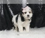 Small #4 Morkie