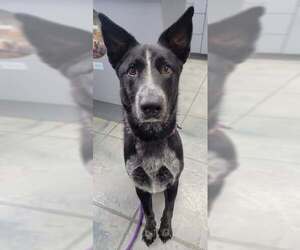 Louie - Male Border Collie-Unknown Mix Dog for Adoption - Photo #12