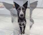 Small #11 Border Collie Mix