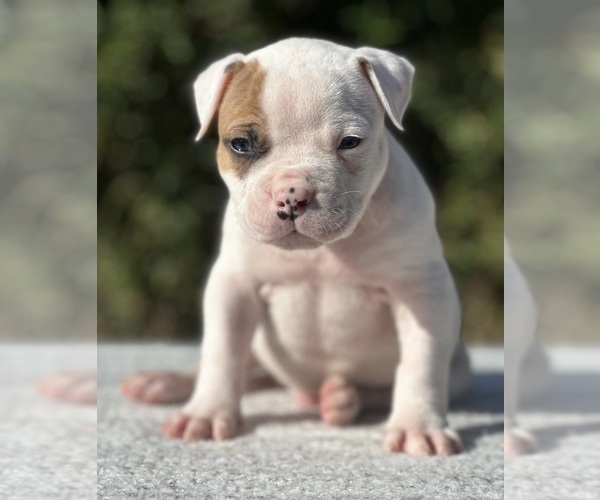 Medium Photo #9 American Bulldog Puppy For Sale in PLUMAS LAKE, CA, USA