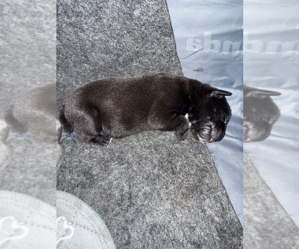 Medium Photo #1 Cane Corso Puppy For Sale in STUART, IA, USA