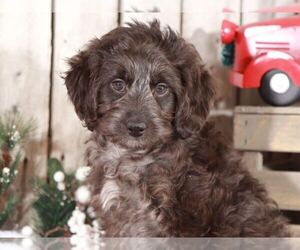 Aussiedoodle Puppy for sale in MOUNT VERNON, OH, USA