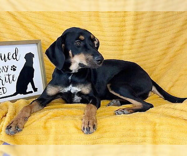 Medium Photo #4  Puppy For Sale in , 