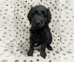 Puppy Stormfly Goldendoodle