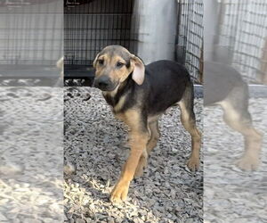 Jordie - Male Mutt Dog for Adoption - Photo #5