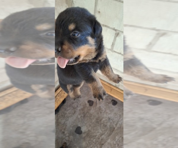 Medium Photo #5 Rottweiler Puppy For Sale in LAKELAND, FL, USA