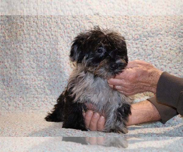 Medium Photo #2 Yorkiepoo mix (+ Poodle Toy) Puppy For Sale in DYERSBURG, TN, USA