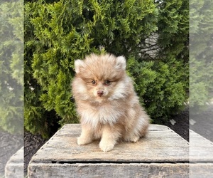 Pomeranian Puppy for sale in MIDDLEBURY, IN, USA