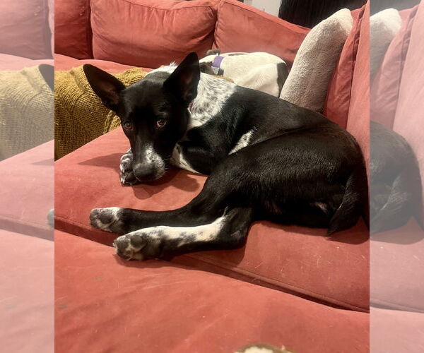 Medium Photo #3 Border Collie-Unknown Mix Puppy For Sale in Aurora, CO, USA