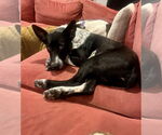 Small #2 Border Collie Mix