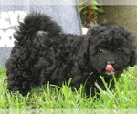 Small #2 ShihPoo