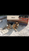Small Photo #1 German Shepherd Dog Puppy For Sale in BRADLEYVILLE, MO, USA