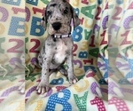 Puppy Lilac Great Dane