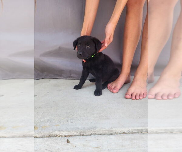 Medium Photo #3 Labrador Retriever-Unknown Mix Puppy For Sale in Dana Point, CA, USA