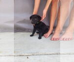 Small #2 Labrador Retriever Mix