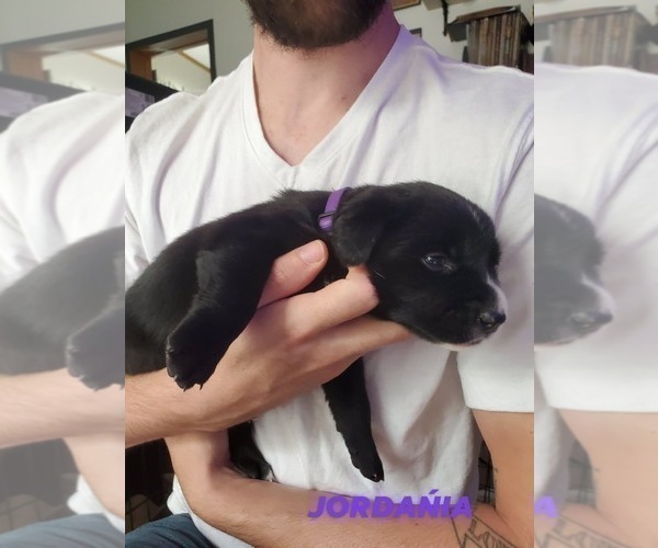 Medium Photo #2 Borador Puppy For Sale in DILLSBORO, IN, USA