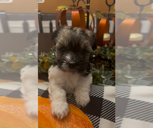 Havanese Litter for sale in BUFORD, GA, USA
