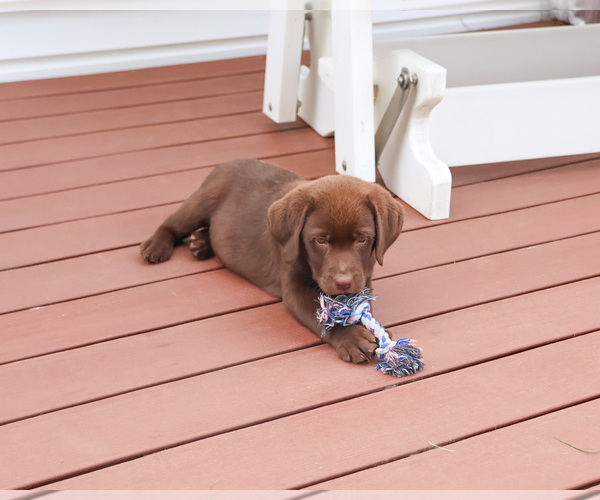Medium Photo #6 Labrador Retriever Puppy For Sale in SYRACUSE, IN, USA